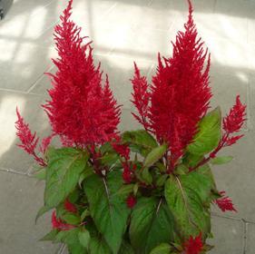 عکس گل تاج خروس