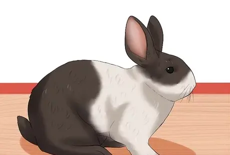عکس خرگوش یک ماهه