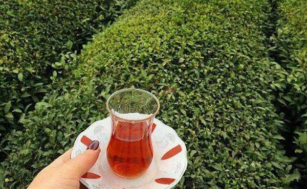 عکس چای شمال