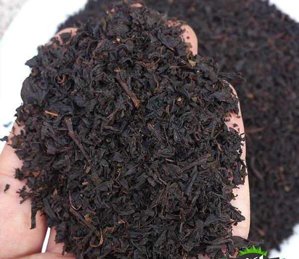عکس چای شمال