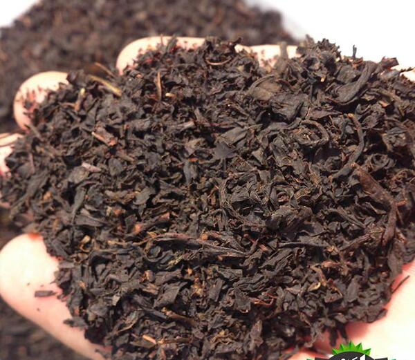 عکس چای شمال