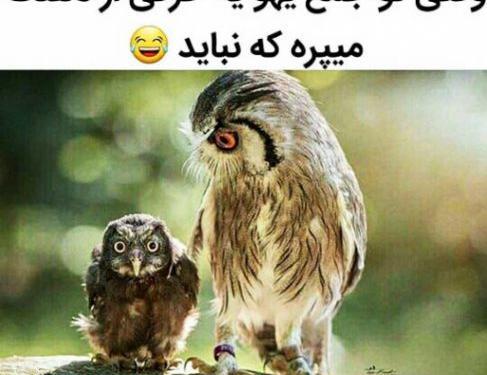 عکس طنز حوصلم سر رفته
