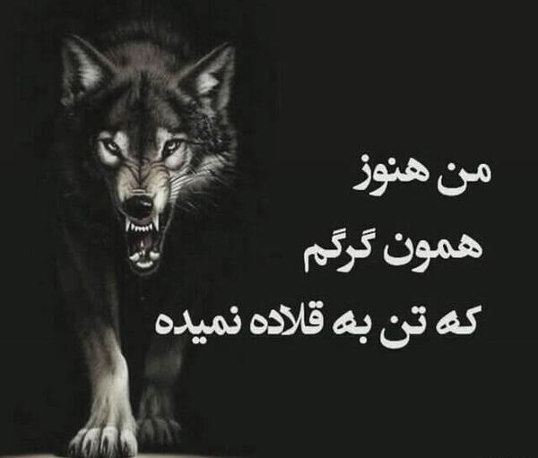 عکس سیاه گرگ