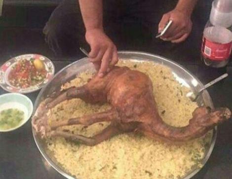عکس بچه شتر