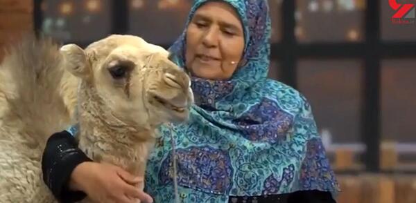عکس بچه شتر