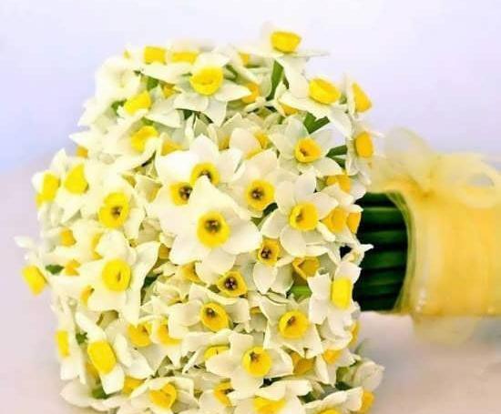 عکس گل نرگس برای پروفایل