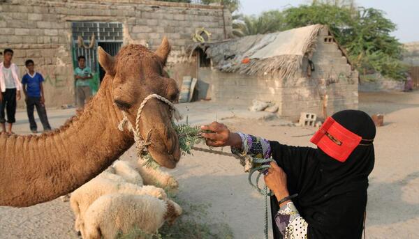 عکس شتر حیوان