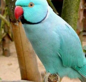 عکس طوطی کاکادو