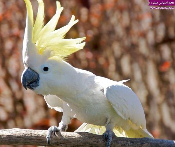 عکس طوطی کاکادو