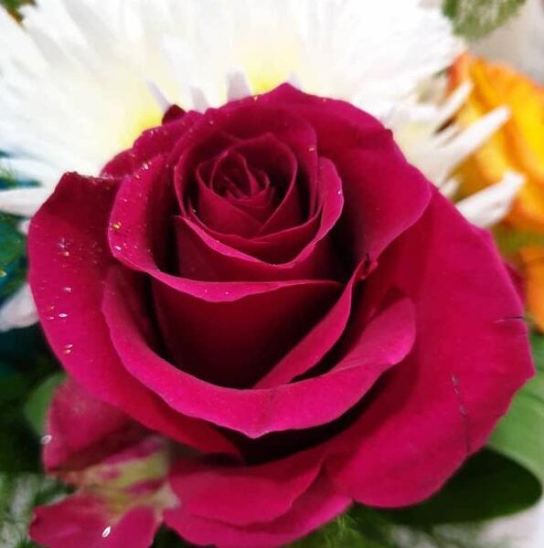 عکس های گل رز