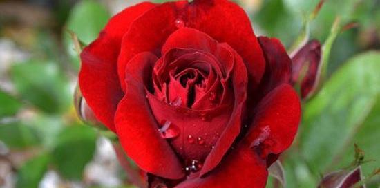عکس های گل رز