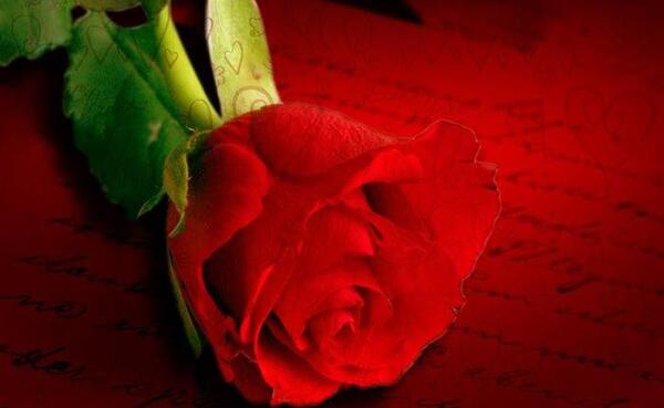 عکس های گل رز