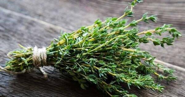 عکس گیاه آویشن