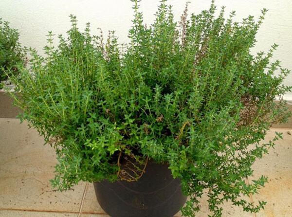 عکس گیاه آویشن