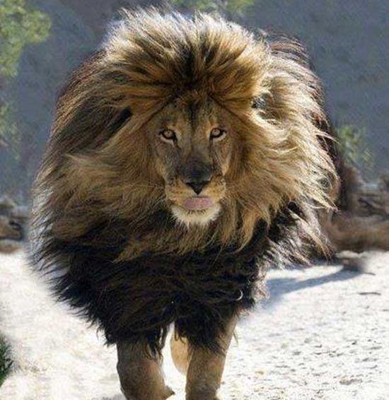 عکس خنده شیر