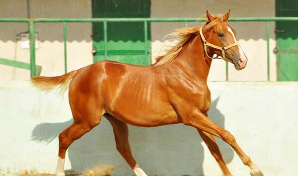 عکس اسب جمیل