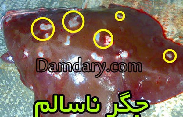 عکس جگر سفید سالم