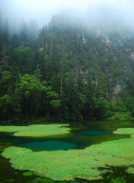 عکس زیبا از طبیعت سرسبز