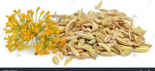 عکس دانه رازیانه