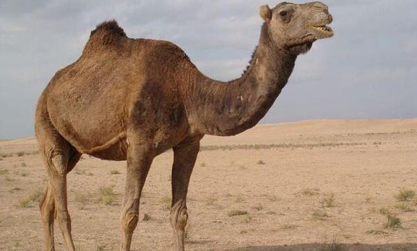 عکس شتر قهوه ای