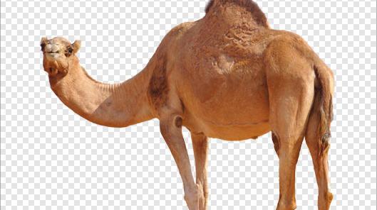 عکس شتر قهوه ای