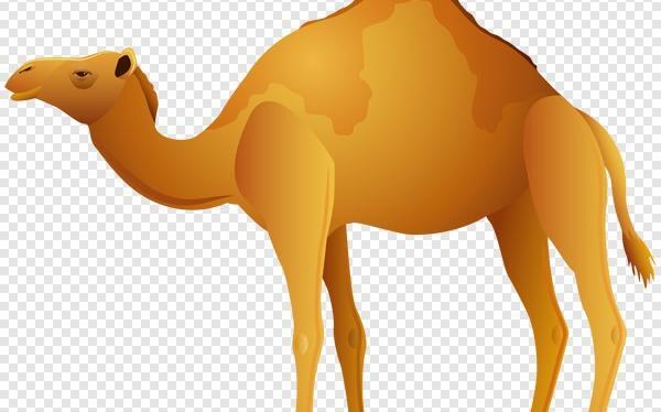 عکس شتر قهوه ای