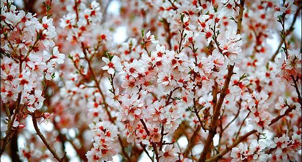 عکس بهاری قدیمی