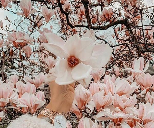 عکس بهاری قدیمی