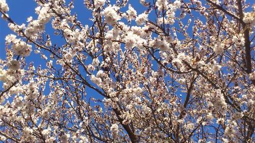 عکس بهاری قدیمی