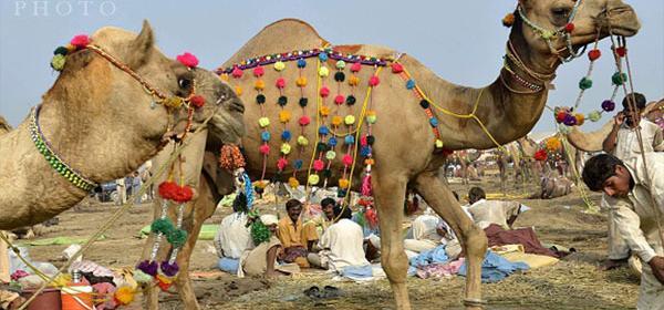 عکس شتر فروشی
