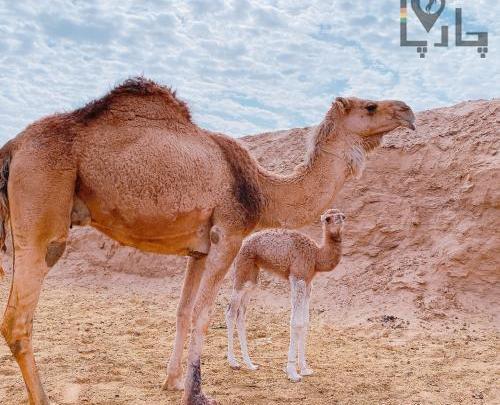 عکس شتر فروشی