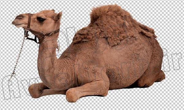 عکس شتر فروشی