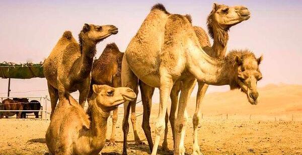 عکس شتر فروشی