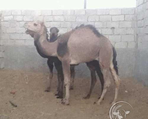 عکس شتر فروشی