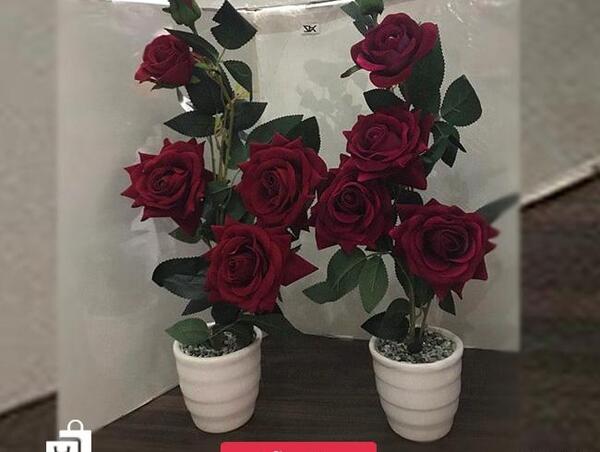 عکس گل رز قرمز مخملی