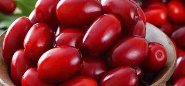عکس زغال اخته قرمز