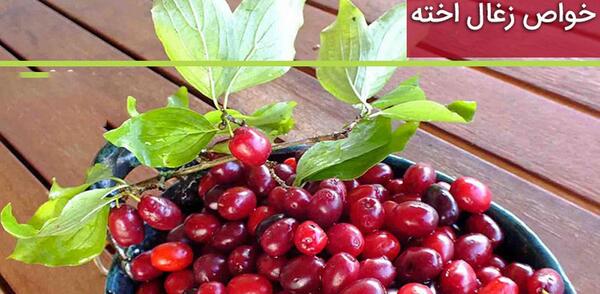 عکس زغال اخته قرمز