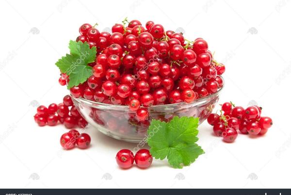 عکس زغال اخته قرمز