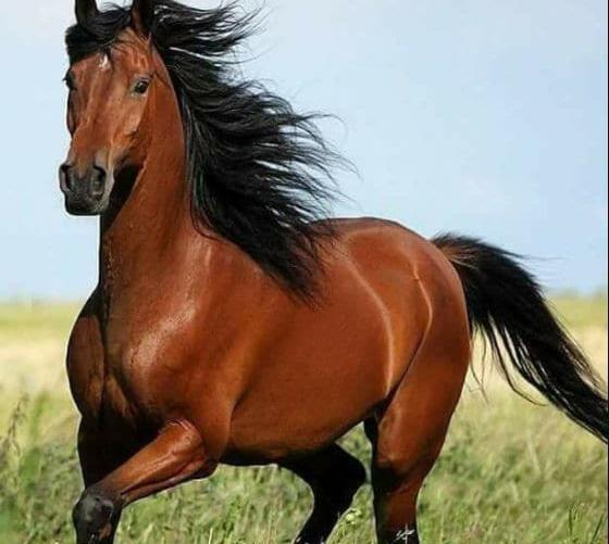 عکس اسب در طبیعت
