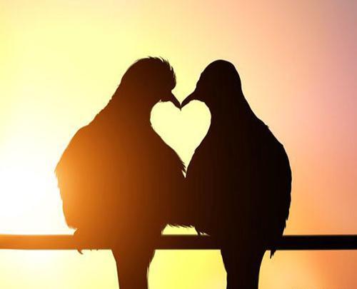 عکس عاشقانه بدون متن