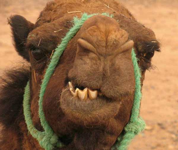 عکس لبای شتر