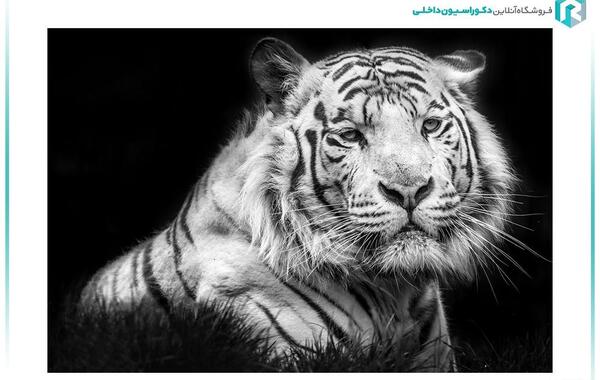 عکس سه بعدی ببر
