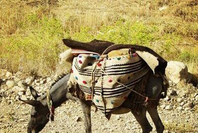 عکس ضرب المثل بار کج به منزل نمیرسد