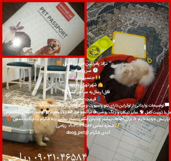 عکس پاسپورت سگ