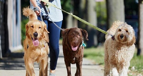 عکس پاسپورت سگ