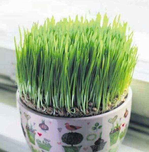 عکس سبزه عید جدید