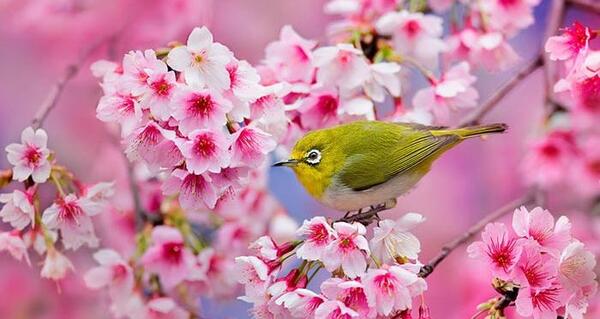 عکس زیبا طبیعت بهاری