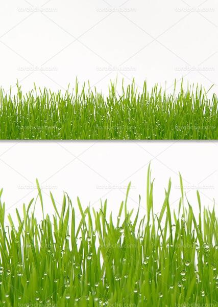 عکس طبیعت چمن