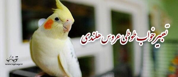 عکس طوطی غمگین