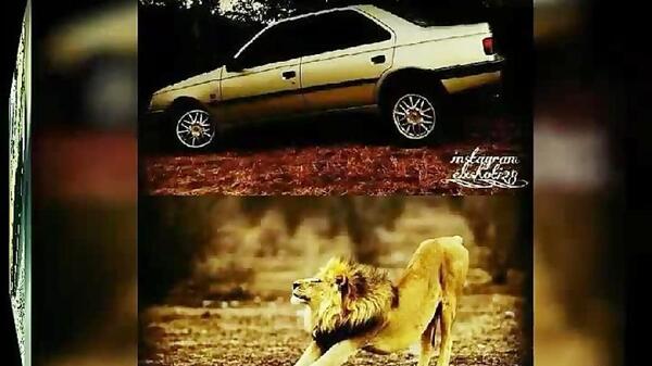 عکس شیر شوتی